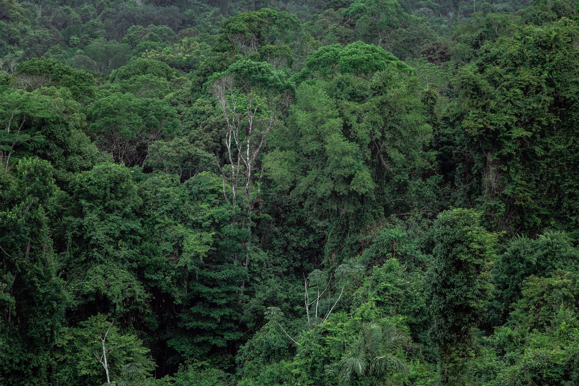 Trilha densa na Amazônia